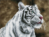 Tigre Blanc (Framed Square)